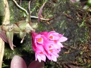 Bild von Dendrobium dichoides 2